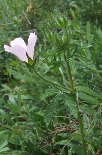 Althaea hirsuta