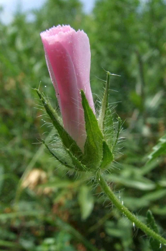 Althaea hirsuta