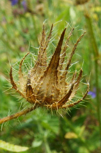 Althaea hirsuta