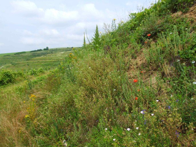 Althaea hirsuta