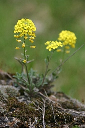 Alyssum montanum subsp. brymii