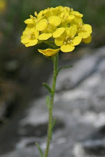 Alyssum montanum subsp. brymii