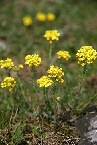 Alyssum montanum subsp. brymii