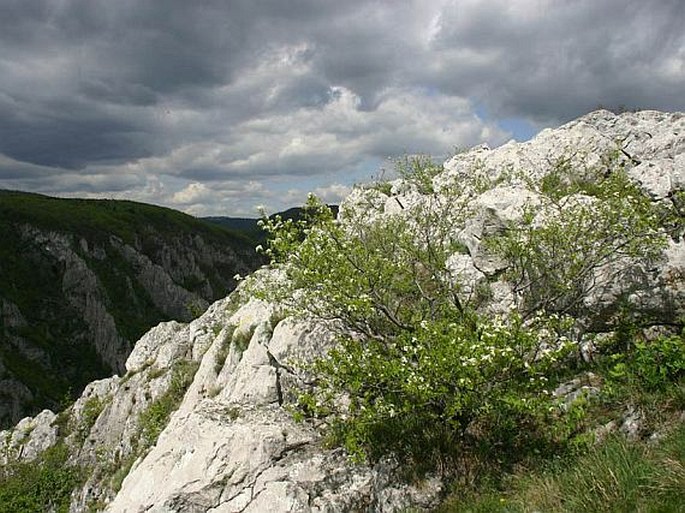 Alyssum montanum subsp. brymii