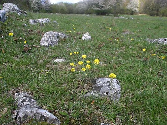 Alyssum montanum subsp. brymii