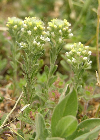 Alyssum alyssoides