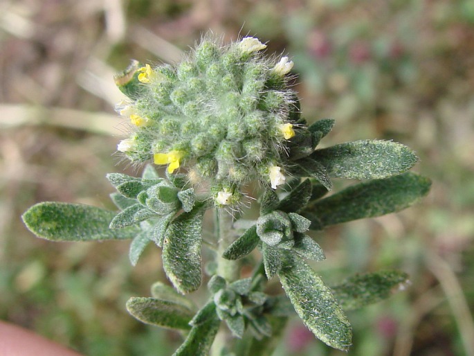 Alyssum alyssoides