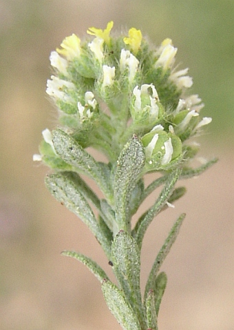 Alyssum alyssoides