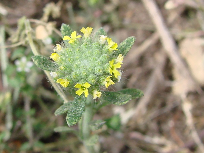 ALYSSUM ALYSSOIDES (L.) L. – tařinka kališní / tarica kališnatá