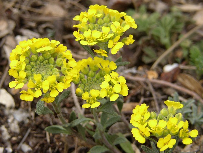 Alyssum montanum