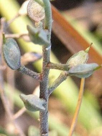 Alyssum montanum