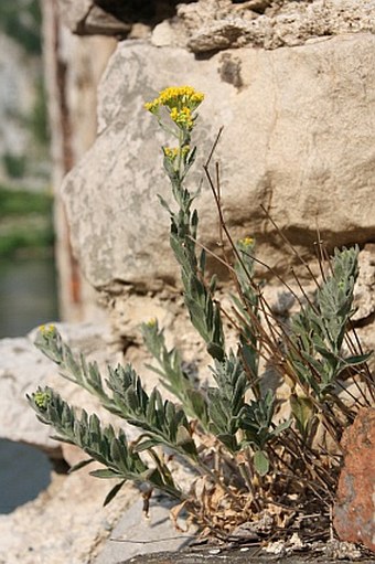 Aurinia petraea