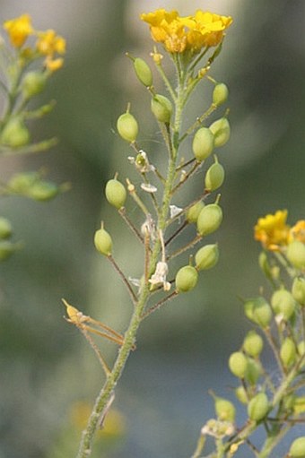 Aurinia petraea