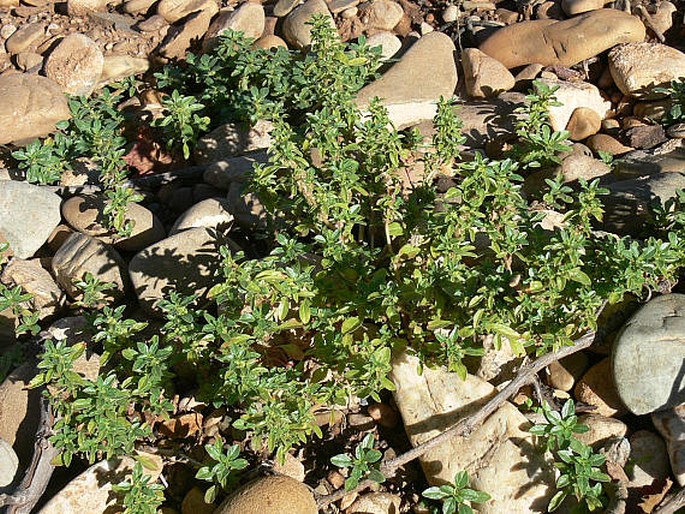 Amaranthus blitoides