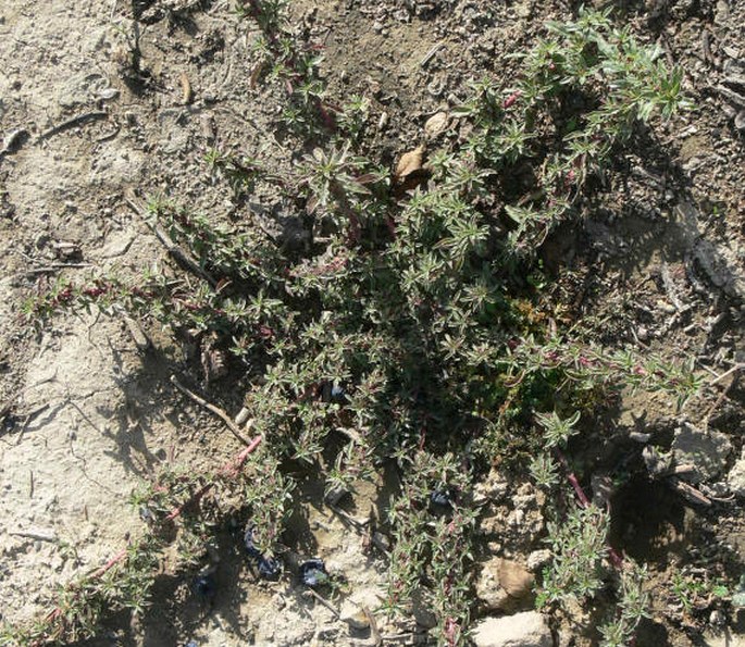 Amaranthus blitoides