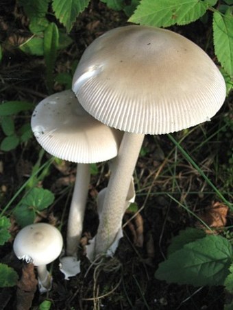 Amanita battarrae