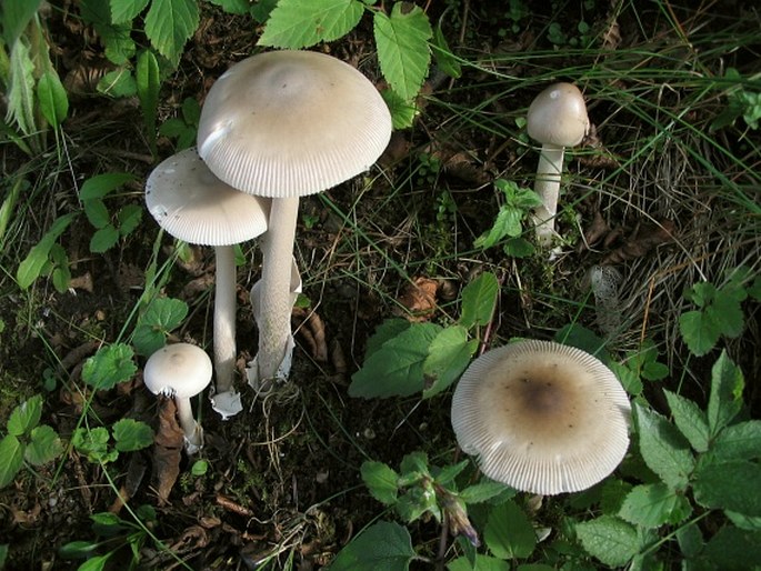 Amanita battarrae