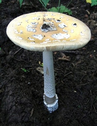 Amanita ceciliae