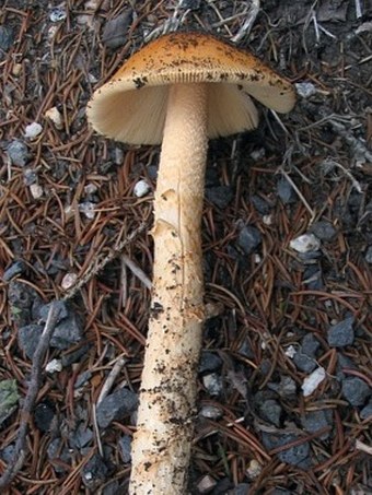 Amanita crocea