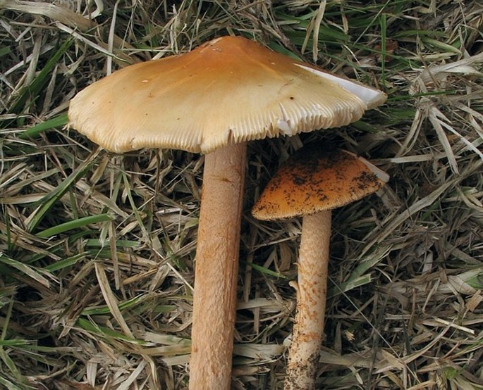 Amanita crocea