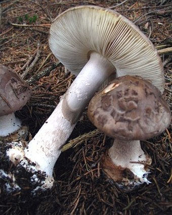 Amanita porphyria