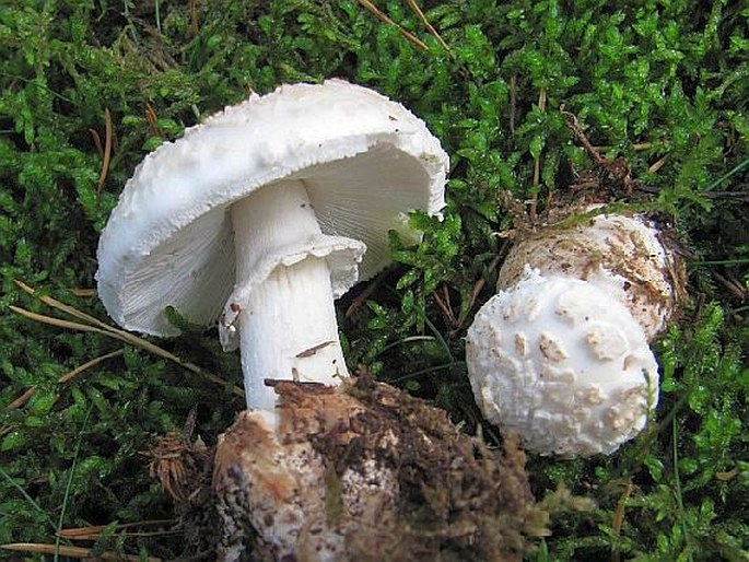 Amanita strobiliformis