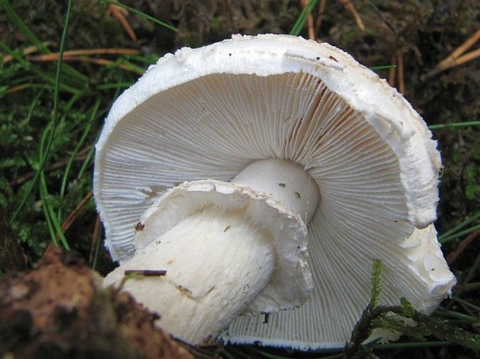 Amanita strobiliformis