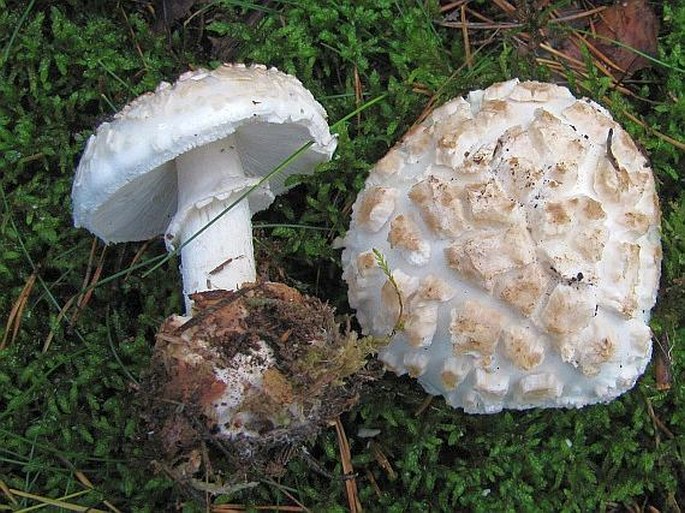 Amanita strobiliformis