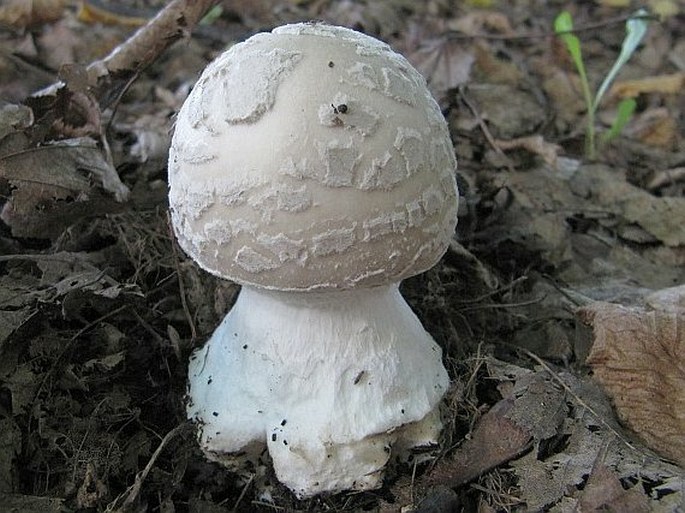 Amanita strobiliformis