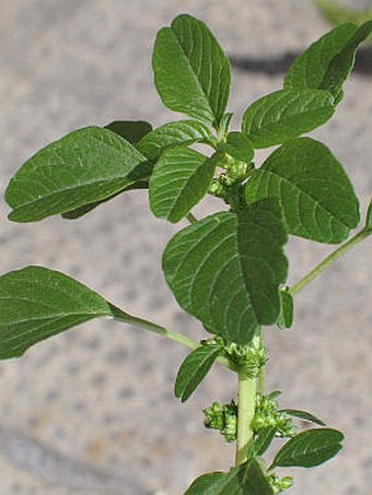 Amaranthus lividus