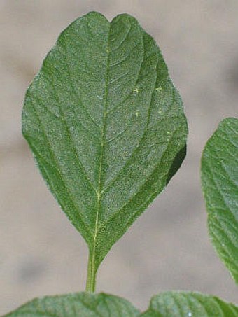 Amaranthus lividus