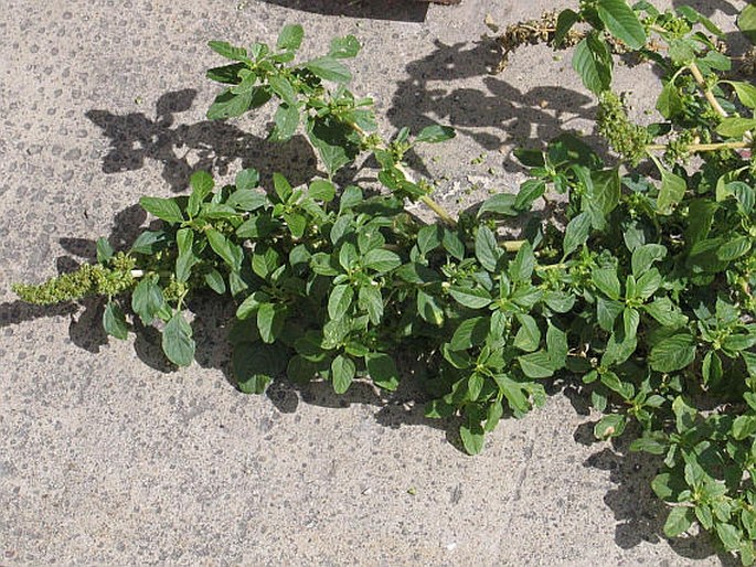 Amaranthus lividus