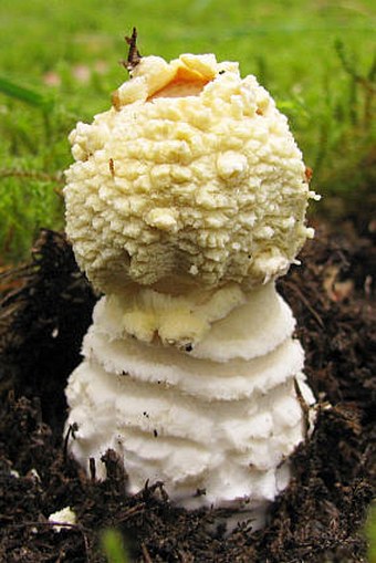 Amanita regalis