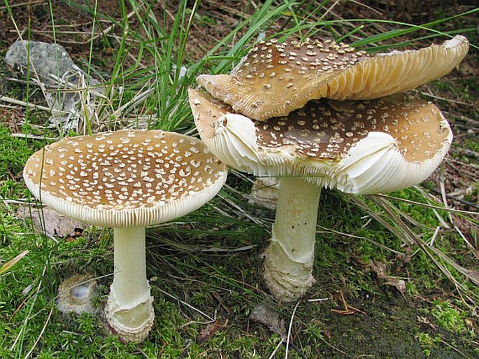 Amanita regalis