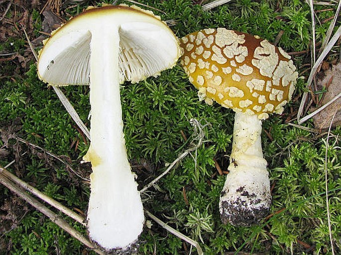 Amanita regalis