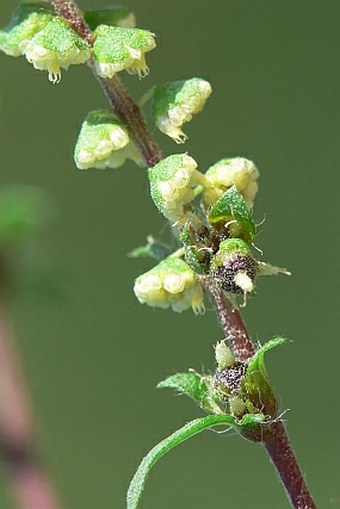 Ambrosia artemisiifolia