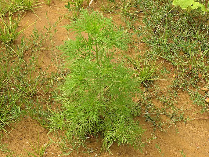 Ambrosia artemisiifolia