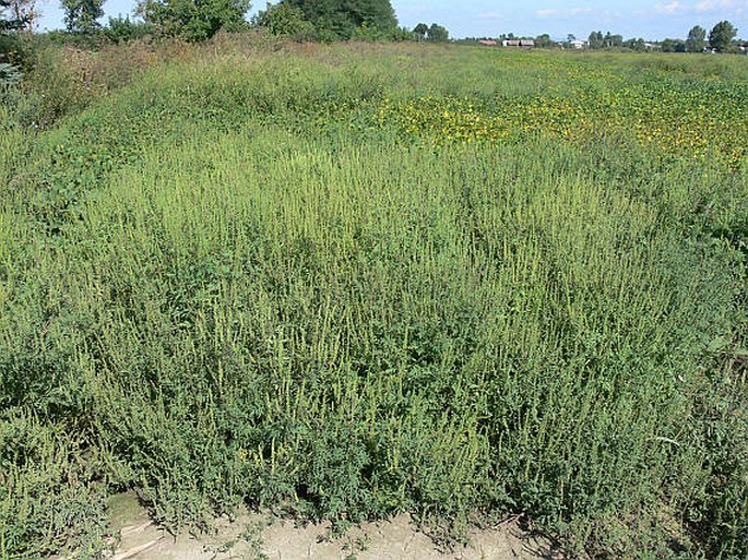 Ambrosia artemisiifolia