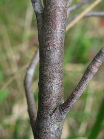 Amelanchier ovalis