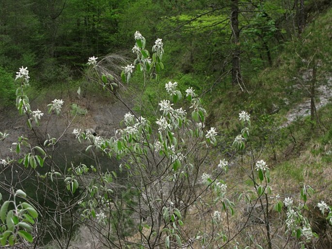 Amelanchier ovalis