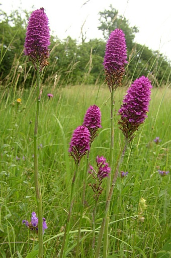 Anacamptis pyramidalis