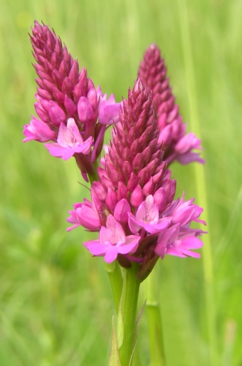 Anacamptis pyramidalis