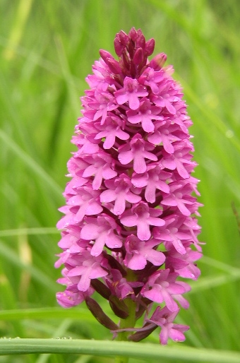 Anacamptis pyramidalis