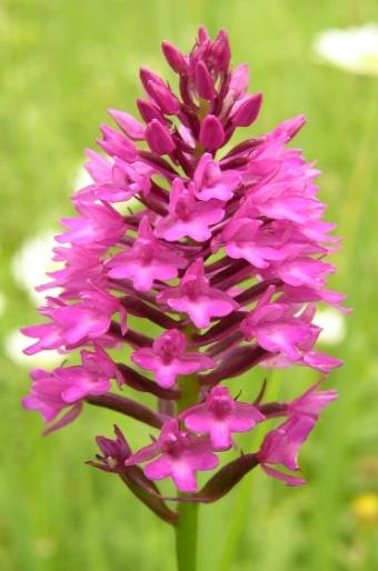 Anacamptis pyramidalis