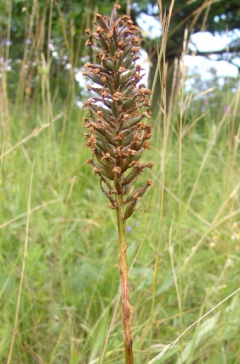 Anacamptis pyramidalis