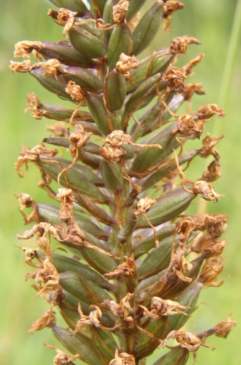 Anacamptis pyramidalis