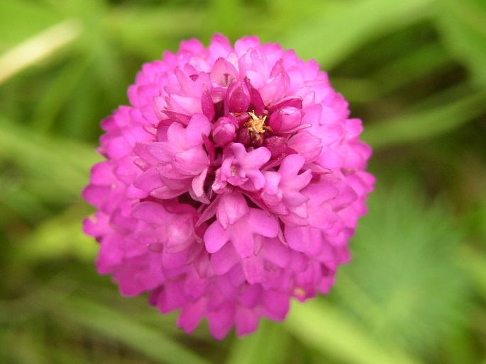 Anacamptis pyramidalis