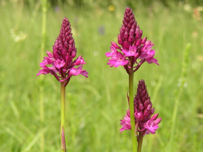 Anacamptis pyramidalis