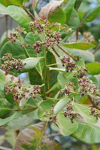 Anacardium occidentale