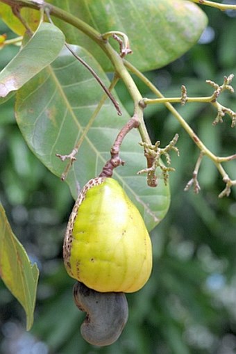 Anacardium occidentale